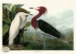 PDXC20792 -- Audubon Purple Heron Online Sale