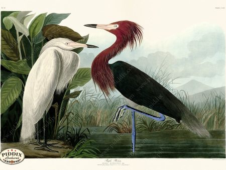 PDXC20792 -- Audubon Purple Heron Online Sale