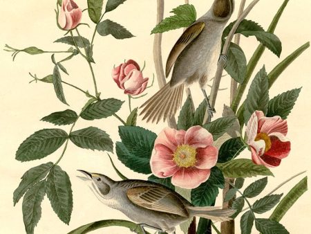 PDXC20628 -- Audubon Sea-Side Finch For Sale