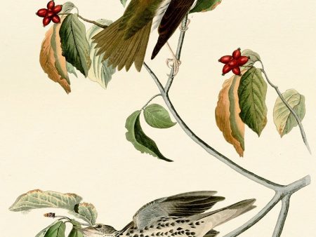 PDXC20608 -- Audubon Wood Thrush For Cheap