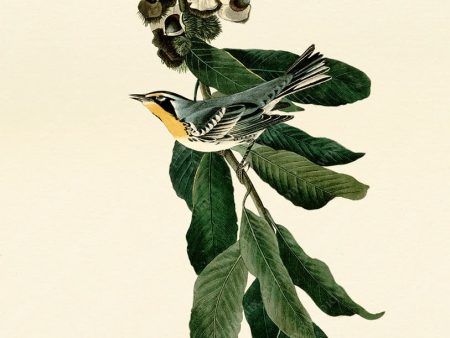 PDXC20620 -- Audubon Yellow Throated Warbler For Sale