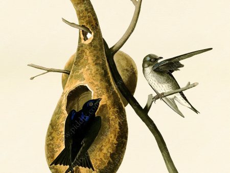 PDXC20557 -- Audubon Purple Martin Online Sale