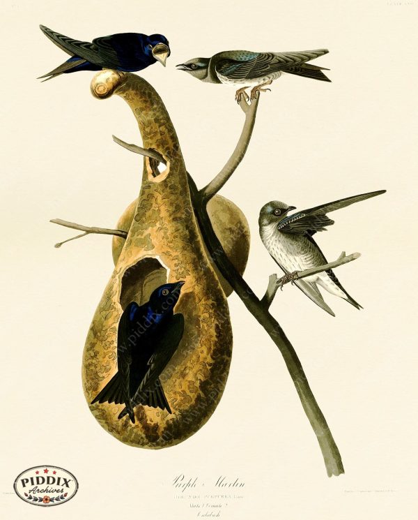 PDXC20557 -- Audubon Purple Martin Online Sale