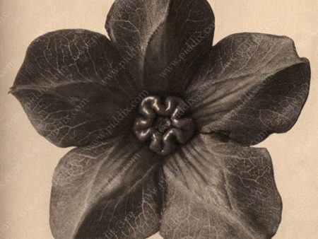 PDXC20238 -- Sepia Flower For Sale