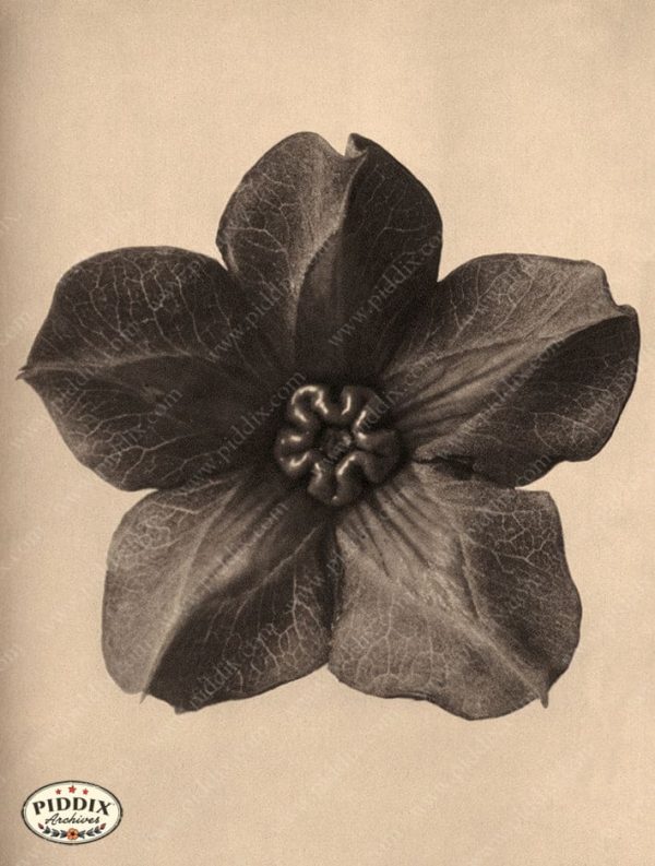 PDXC20238 -- Sepia Flower For Sale