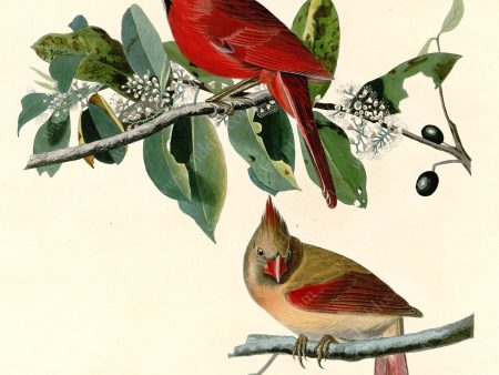 PDXC20694 -- Audubon Cardinal Grosbeak Online Hot Sale