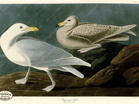 PDXC20932 -- Audubon Burgomaster Gull For Sale