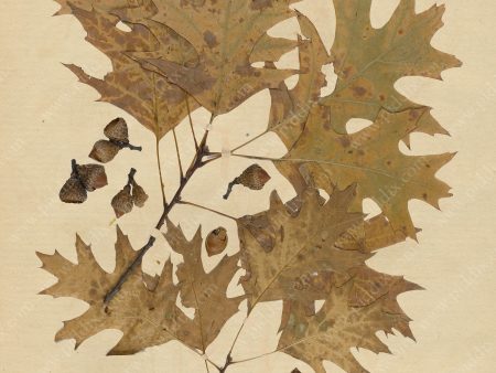 PDXC24409b -- Pressed Flowers Oak Leaf Fashion