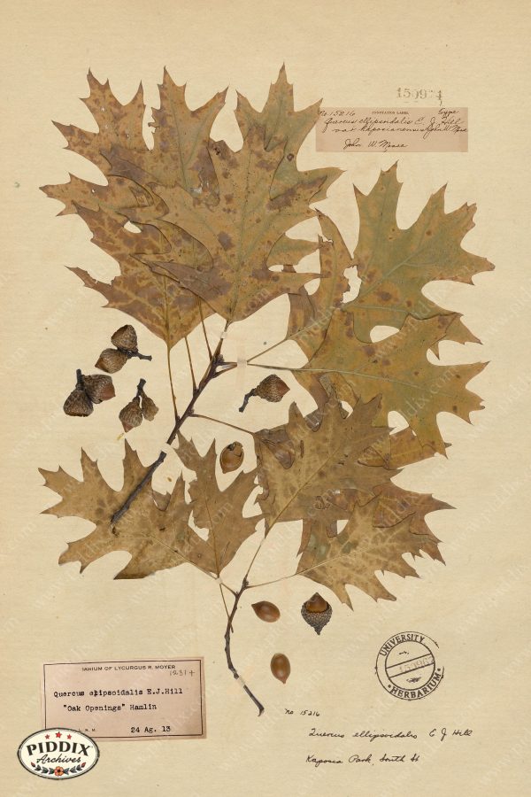 PDXC24409b -- Pressed Flowers Oak Leaf Fashion