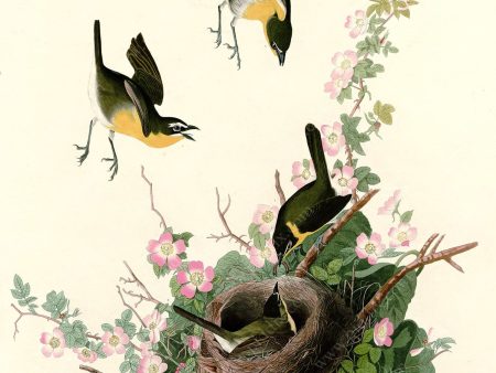 PDXC20672 -- Audubon Yellow-Breasted Chat on Sale