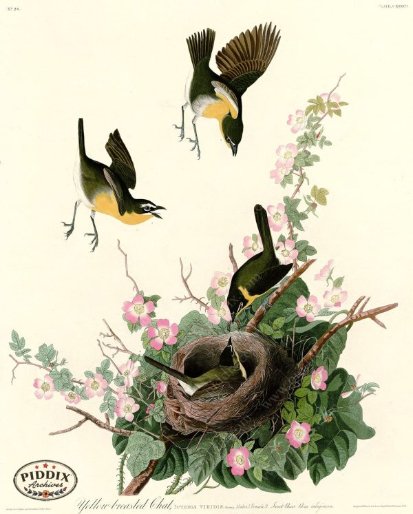 PDXC20672 -- Audubon Yellow-Breasted Chat on Sale