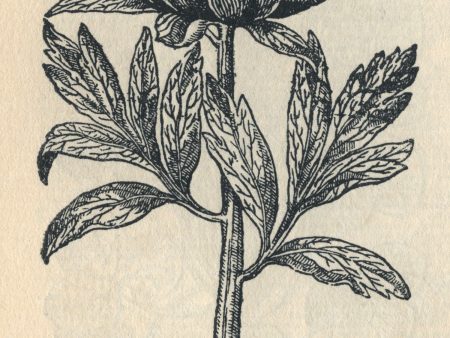 PDXC22162 -- Flowers Black and White Engravings Supply