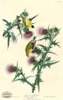 PDXC20568 -- Audubon American Goldfinch Cheap