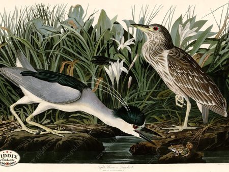 PDXC20772 -- Audubon Night Heron on Sale