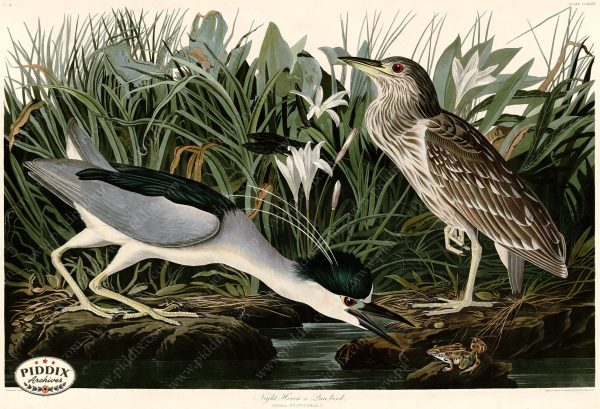 PDXC20772 -- Audubon Night Heron on Sale