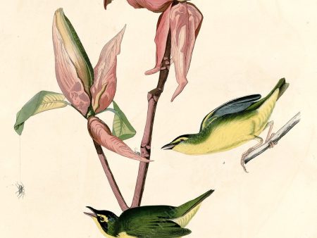 PDXC20573 -- Audubon Kentucky Warbler on Sale