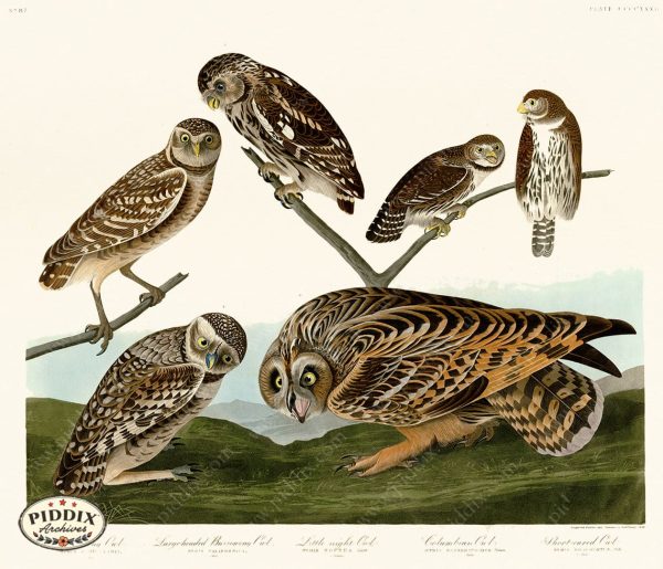 PDXC20968 -- Audubon Little Night Owl Sale