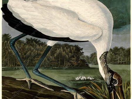 PDXC20751 -- Audubon Wood Ibis Online now