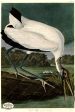 PDXC20751 -- Audubon Wood Ibis Online now