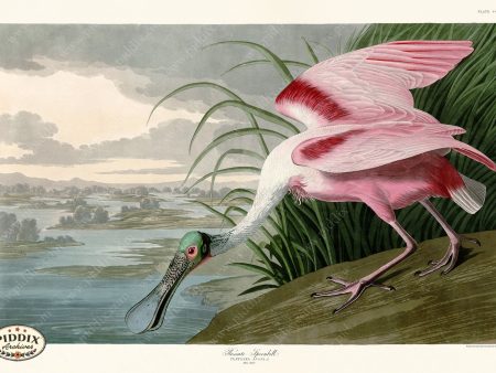 PDXC20857 -- Audubon Roseate Spoonbill Cheap