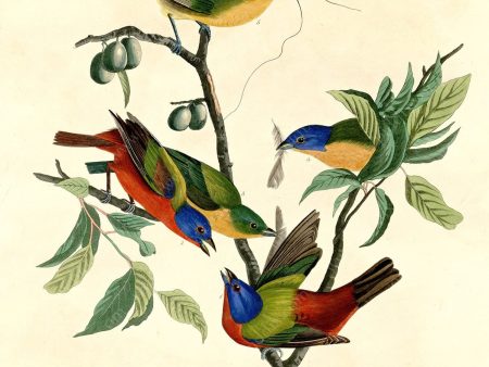 PDXC20588 -- Audubon Painted Finch on Sale