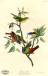 PDXC20588 -- Audubon Painted Finch on Sale