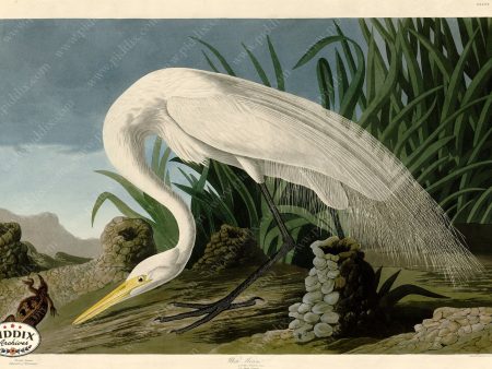 PDXC20922 -- Audubon White Heron For Discount