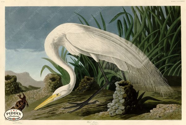 PDXC20922 -- Audubon White Heron For Discount