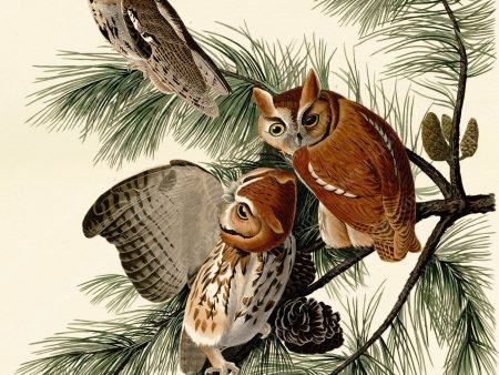 PDXC20632 -- Audubon Little Screech Owl For Sale