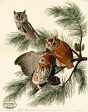 PDXC20632 -- Audubon Little Screech Owl For Sale