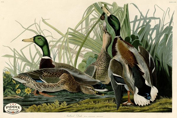 PDXC20756 -- Audubon Mallard Duck Online