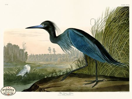 PDXC20843 -- Audubon Blue Crane Discount