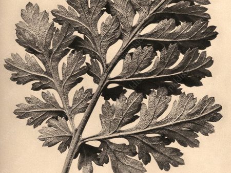 PDXC20214 -- Sepia Leaf Online now