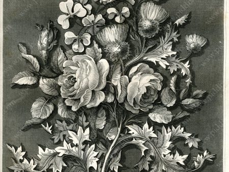 PDXC16567 -- Flowers Black and White Engravings Online