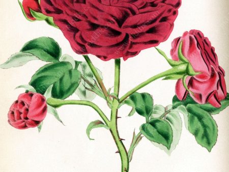 PDXC5248 -- Roses Online Hot Sale