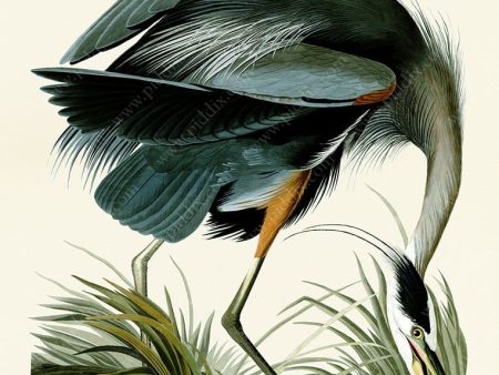 PDXC19868 -- Audubon Great Blue Heron Online Hot Sale