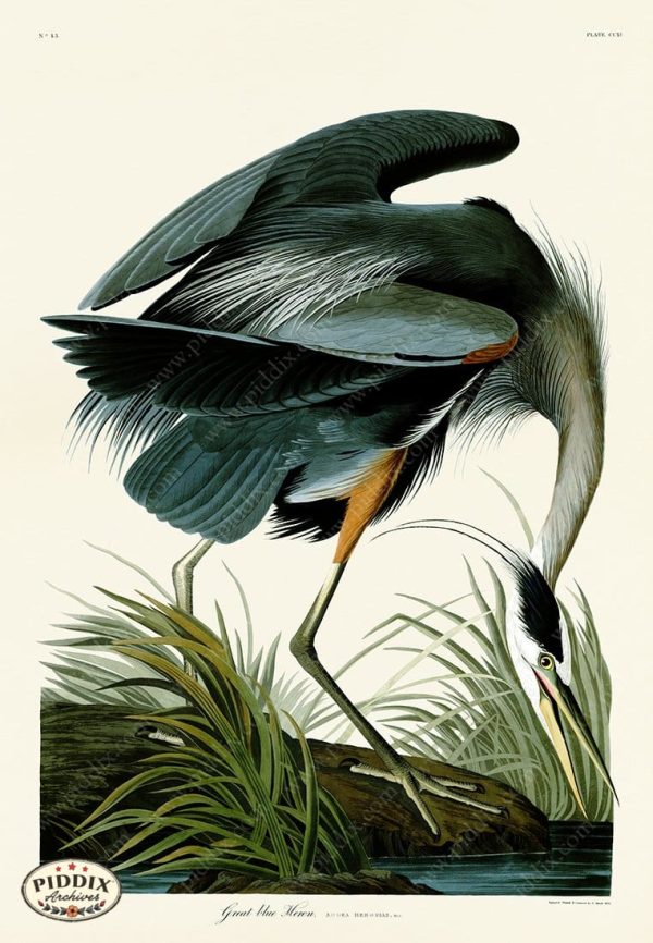 PDXC19868 -- Audubon Great Blue Heron Online Hot Sale