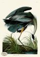 PDXC19868 -- Audubon Great Blue Heron Online Hot Sale