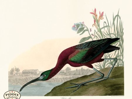 PDXC20923 -- Audubon Glossy Ibis For Cheap