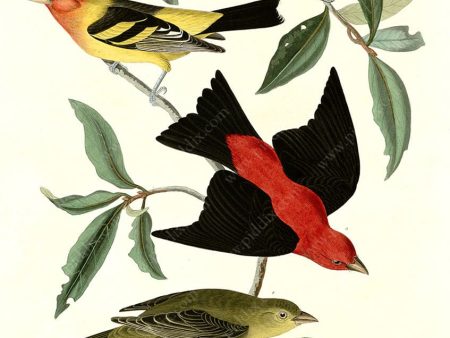 Copy of PDXC20889 -- Audubon Scarlet Tanager Sale