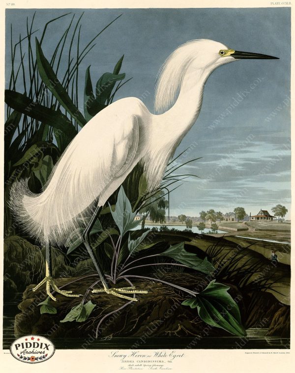 PDXC20778 -- Audubon Snowy Heron For Discount