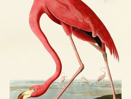 PDXC19869 -- Audubon Flamingo Fashion