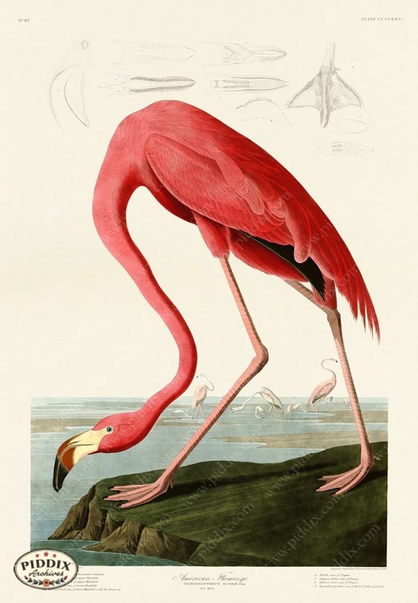 PDXC19869 -- Audubon Flamingo Fashion