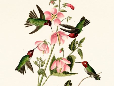 PDXC20961 -- Audubon Columbian Humming Bird Online