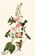 PDXC20961 -- Audubon Columbian Humming Bird Online