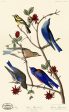 PDXC20929 -- Audubon Arctic Blue-Bird Discount