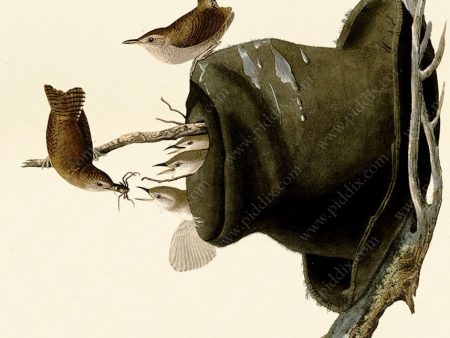 PDXC20618 -- Audubon House Wren For Cheap