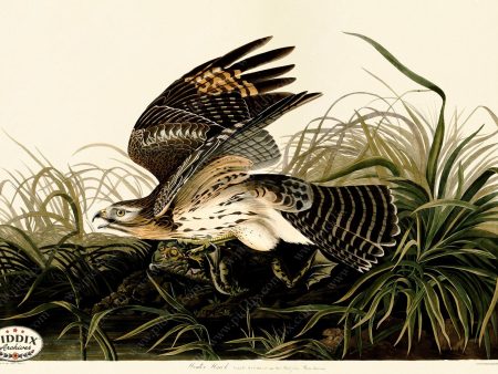 PDXC20606 -- Audubon Winter Hawk Online