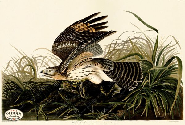 PDXC20606 -- Audubon Winter Hawk Online