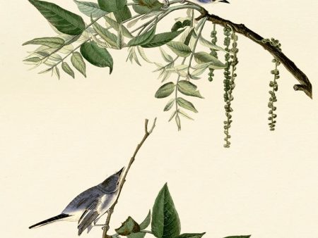 PDXC20619 -- Audubon Blue-Grey Flycatcher Sale